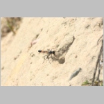 Ammophila sabulosa - Sandwespe 61-w01a 22mm beim Nestverschluss - OS-Wallenhorst Lehmkuhle.jpg